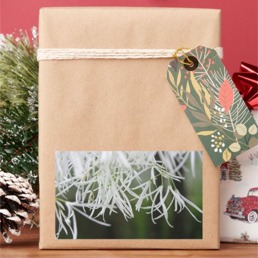 フリンジツリー(Chionanthus virginicus) 長方形シール (クリスマス)