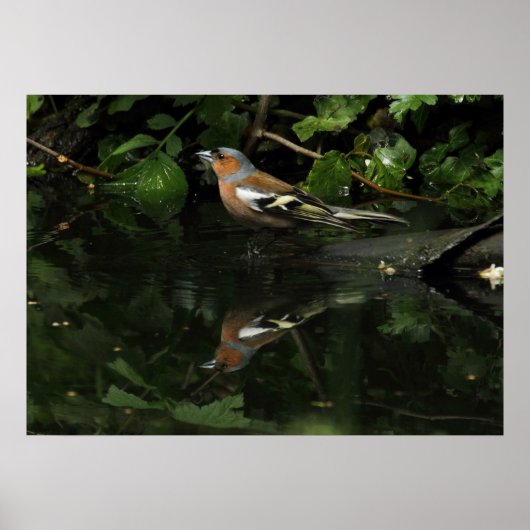 フリンジラケルベツ ポスター (正面)