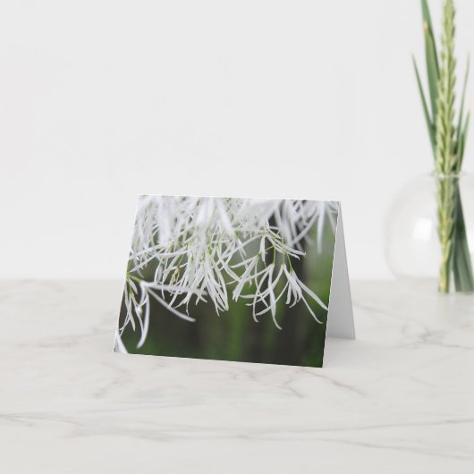 フリンジ木(Chionanthusのvirginicus)カード シーズンカード (正面)