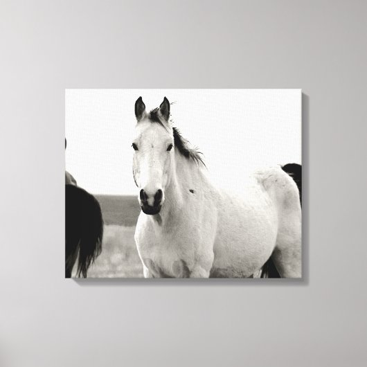 フリント・ヒルズの白黒馬 キャンバスプリント (正面)