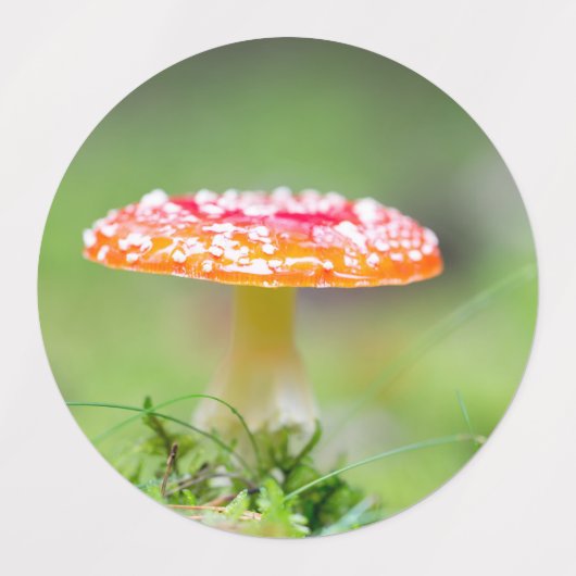 フリーゲンピルズ ラベル (デザイン2)