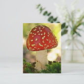 フリーゲンピルツ ポストカード (スタンド正面)