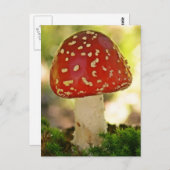 フリーゲンピルツ ポストカード (正面/裏面)