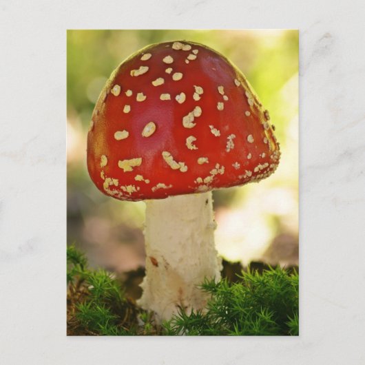 フリーゲンピルツ ポストカード (正面)