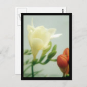 フリーシアス | ポストカード (正面/裏面)