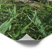 フリージアン・ホルスタイン乳牛の写真ポスター ポスター (角)