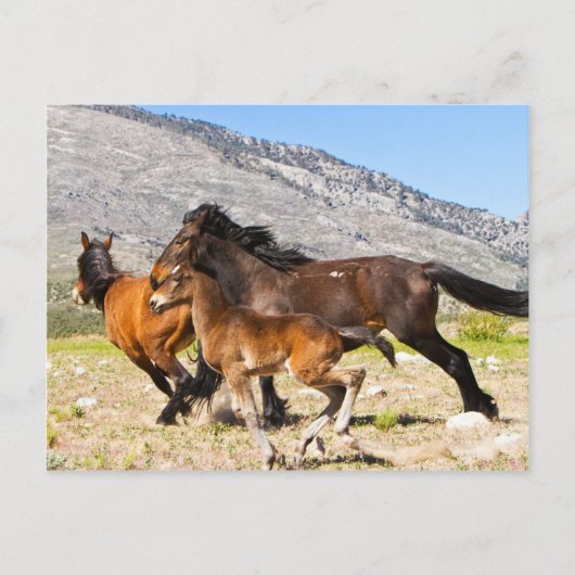 フリースピリッツ ポストカード (正面)