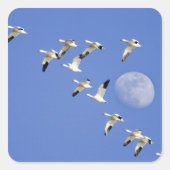 フリーズアウト湖NWRで雪姫が飛行 スクエアシール (正面)