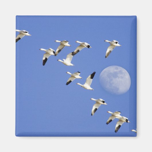 フリーズアウト湖NWRで雪姫が飛行 マグネット (正面)