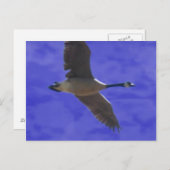 フリーダムコール ポストカード (正面/裏面)