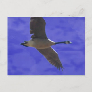 フリーダムコール ポストカード