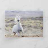 フリーダムズヘッドシェイクワイルドホースグリーティングカード カード (内部)