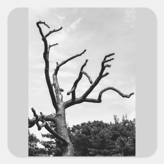 フリーツリー スクエアシール (正面)