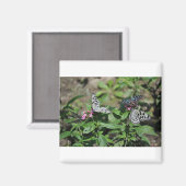 フリーファミリーツリーニンフ、ブルータイガーチョウ マグネット (正面/裏面)