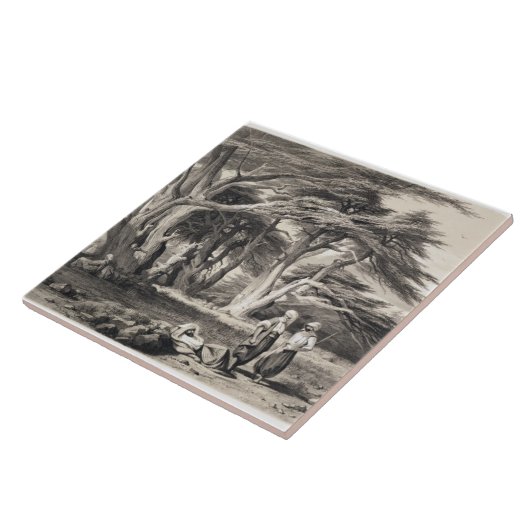 フリーマン(セピア色著刻まれるレバノンのヒマラヤスギ タイル (側面)