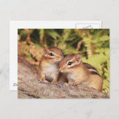 フリ最高のーズベビーチップムンク ポストカード (正面/裏面)