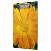 フルかわいらし開花夏の黄色のデイジー花。 クリップボード (左)