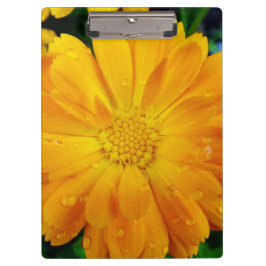 フルかわいらし開花夏の黄色のデイジー花。 クリップボード