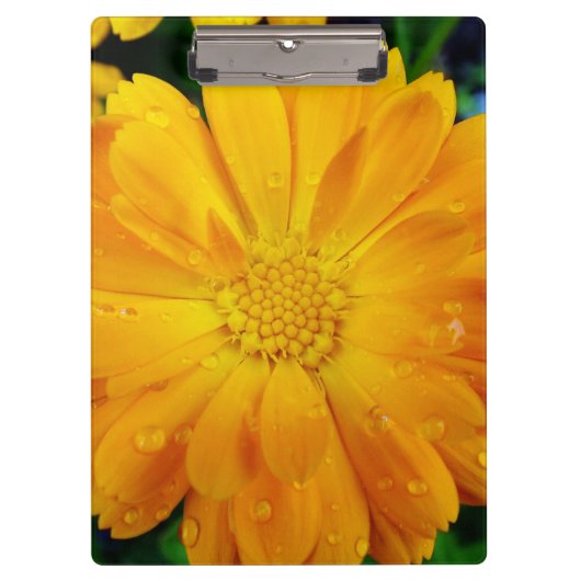 フルかわいらし開花夏の黄色のデイジー花。 クリップボード (正面)