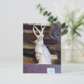 フルサイズジャッカロープ$287.00 ポストカード (スタンド正面)