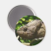 フルシファー・アウスターレ マグネット (正面/裏面)