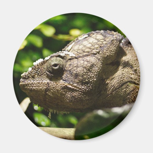 フルシファー・アウスターレ マグネット (正面)