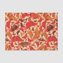 フルタビー秋蝶