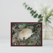 フルピラーマッシュルームポストカード ポストカード (スタンド正面)