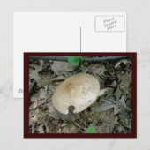 フルピラーマッシュルームポストカード ポストカード (正面/裏面)