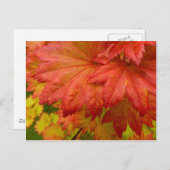 フルムーンカエデ葉はがき ポストカード (正面/裏面)