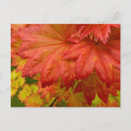 フルムーンカエデ葉はがき ポストカード
