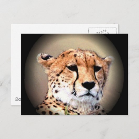 フルムーンポートレート:自然の恵み ポストカード (正面/裏面)