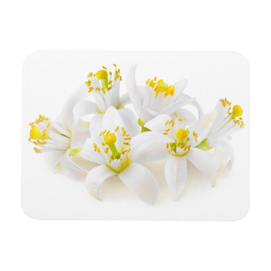 フルーアドルガー マグネット (横)