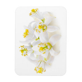 フルーアドルガー マグネット