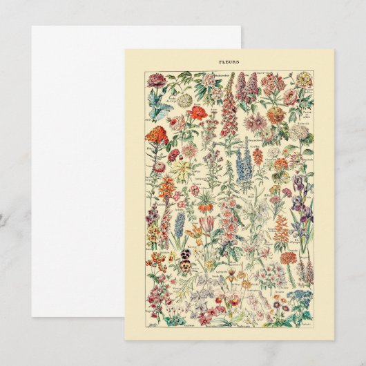 フルーア植物野草園芸図 (正面/裏面)