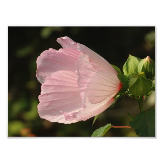 フルーア、コダックプロフェッショナル写真 フォトプリント            (正面)