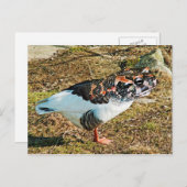 フルース ポストカード (正面/裏面)