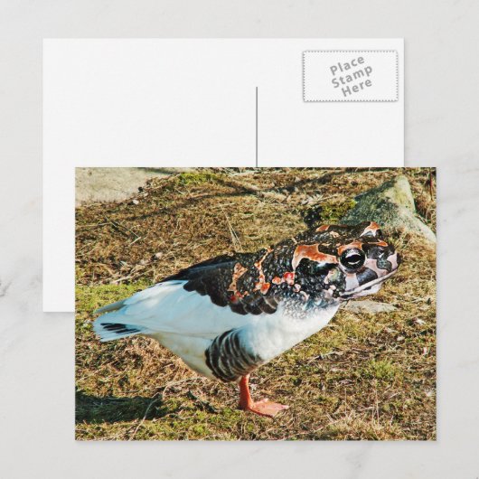 フルース ポストカード (正面/裏面)