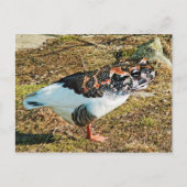 フルース ポストカード (正面)