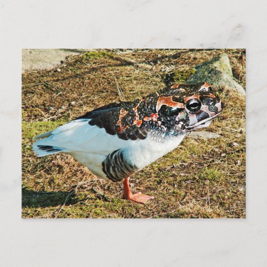 フルース ポストカード (正面)