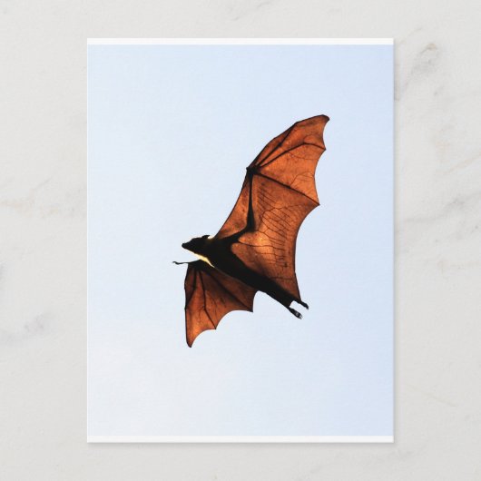 フルーツこうもり飛んでいる(キツネ) ポストカード (正面)