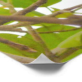 フルーツこうもり ポスター (角)