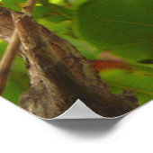 フルーツこうもり ポスター (角)