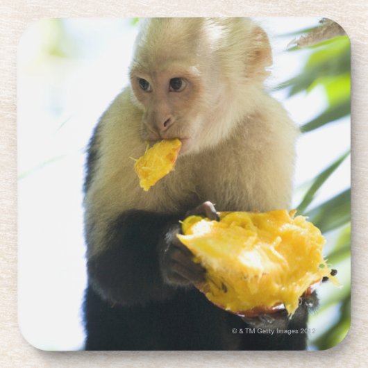 フルーツを食べているcapuchin猿のクローズアップ コースター (正面)