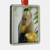 フルーツを食べているcapuchin猿のクローズアップ メタルオーナメント (右)