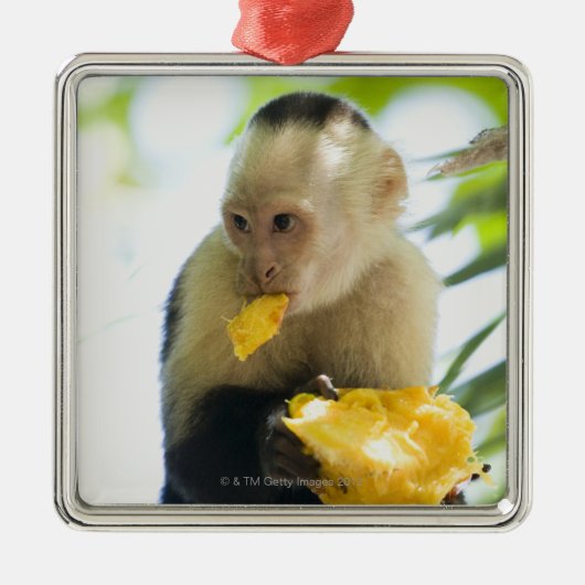 フルーツを食べているcapuchin猿のクローズアップ メタルオーナメント (正面)