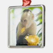 フルーツを食べているcapuchin猿のクローズアップ メタルオーナメント (左)