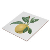 フルーツアップルボタニカルイラストレーション タイル (側面)