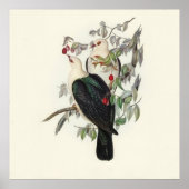 フルーツハト,ヴィンテージ ポスター (正面)