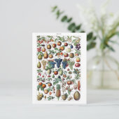 フルーツ野菜農家ヴィンテージ植物葉書 ポストカード (スタンド正面)